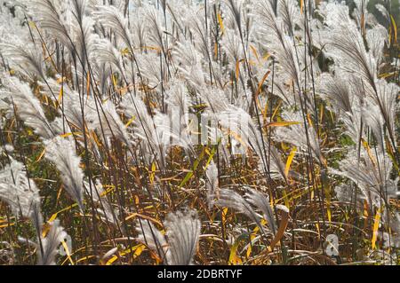 Amur silver grass (Miscanthus sacchariflorus). Called Japanese silver grass also Stock Photo