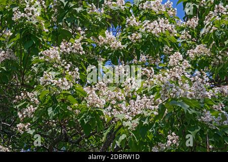 Northern catalpa (Catalpa speciosa). Called Hardy Catalpa, Western Catalpa, Cigar Tree and Catawba-tree also Stock Photo