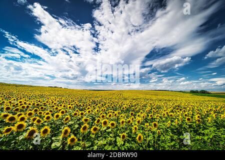 Sunflower Field Landscape, yellow flower heads in bloom Stock Photo