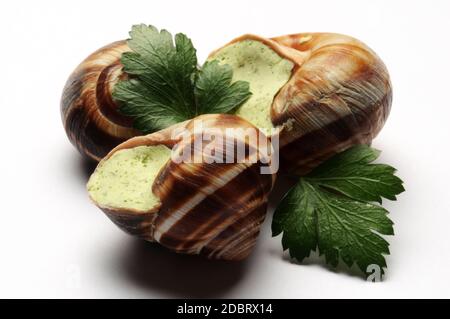 Frozen snails on a white background Stock Photo