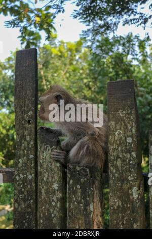 Baby monkey sitting on a wooden fence at Ubud monkey forest. A small gray macaque with a surprised expression on its face is sitting on a metal fence. Stock Photo