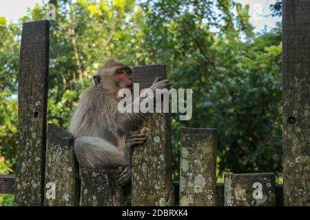 Baby monkey sitting on a wooden fence at Ubud monkey forest. A small gray macaque with a surprised expression on its face is sitting on a metal fence. Stock Photo
