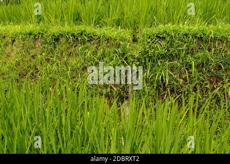 Lush green Balinese rice fields. Irrigation called subak, a traditional way of bringing water to the fields and rice terraces in the Jatiluwih area. O Stock Photo