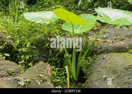 Colocasia Gigantea grows among boulders overgrown with moss. Dense thickets of plants in the rainforest. Giant Elephant Ear in deep jungle, Bali, Indo Stock Photo