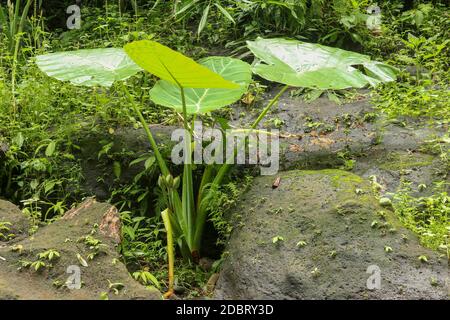 Colocasia Gigantea grows among boulders overgrown with moss. Dense thickets of plants in the rainforest. Giant Elephant Ear in deep jungle, Bali, Indo Stock Photo