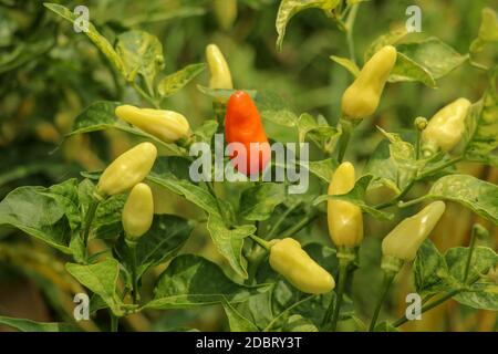 Red and yellow colour chillies or chilli peppers growing on the plant. Cayenne pepper grow on tree. Green chilli on the green chilli tree and agricult Stock Photo