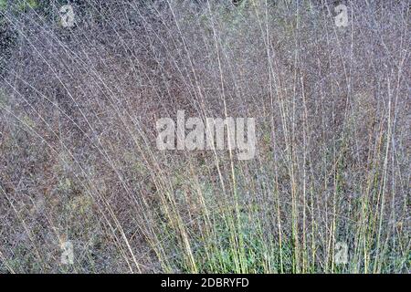 Hairawn muhly (Muhlenbergia capillaris). Called Gulf muhly also Stock Photo