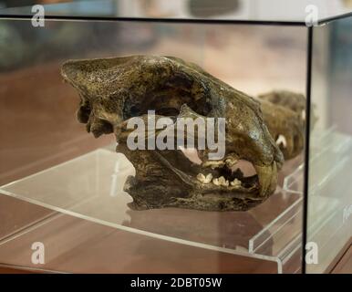 Panthera atrox fossil, North American Lion skull at the Crater museum ...