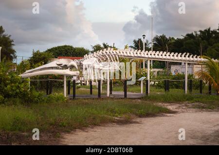 Juvenile fin whale, Balaenoptera physalus  Skeleton displayed at the progreso beach in Yucatan, Mexico Stock Photo