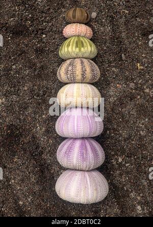 Multicolored sea urchin shells on wet black volcano sand. Variety of colorful sea urchins on the beach. Group of seashells on Echinoidea purple, orang Stock Photo