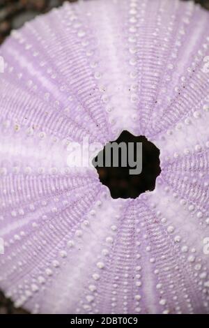 Detail of Violet colored Sea urchin shells on the wet sand. Close up of Disambiguation on the beach with black volcano sand. Background of purple Sea Stock Photo