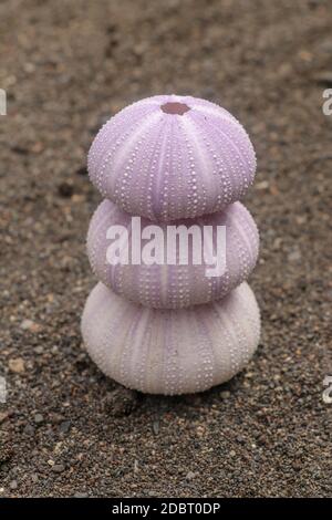 Violet colored Sea urchin shells on the wet sand. Close up of Disambiguation on beach with black volcano sand. Background of purple sea urchin, differ Stock Photo