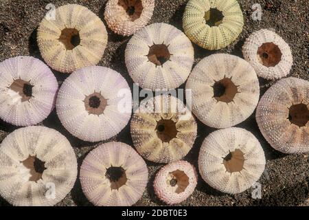 Multicolored sea urchin shells on wet black volcano sand. Variety of colorful sea urchins on the beach. Group of seashells on Echinoidea purple, orang Stock Photo