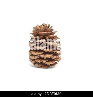 brown dry japanese larch cone isolated on white background, close up Stock Photo
