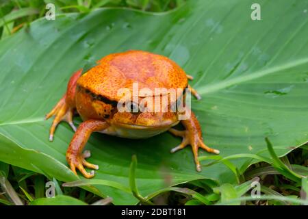 One large orange frog is sitting on a green leaf Stock Photo