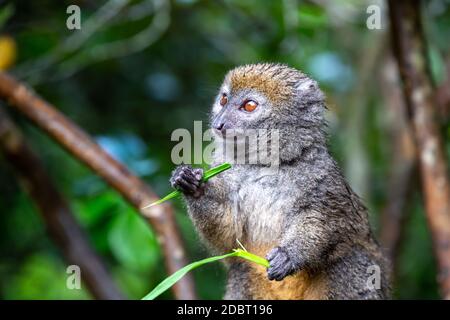 One bamboo lemur with a blade of grass on a branch Stock Photo