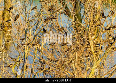 A flock of tree swallows stop momentarily in the branches of a leafless tree Stock Photo