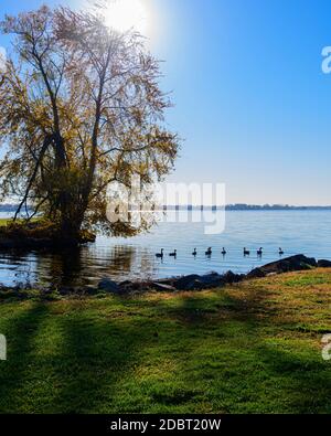 Canada Geese swimming in morning sun on a calm Indian Lake in Ohio Stock Photo