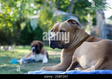 Dogs relaxing in the Garden in Summertime Stock Photo