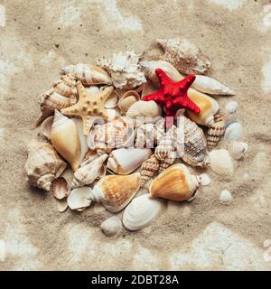 Beautiful red starfish lies on a pile of different seashells. Seashells of different colors. Top view. Stock Photo