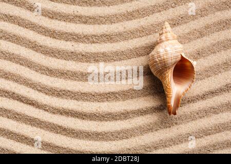 Long seashell lie on the dunes. With place for design, text place. Top view. Stock Photo