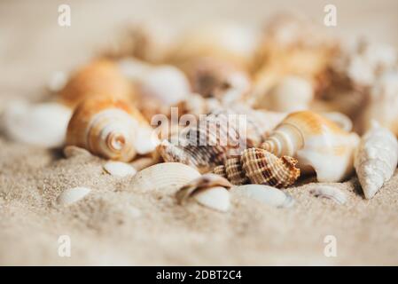 Different seashells on the sand closeup. Selective focus. Lots of blur. Toned. Stock Photo