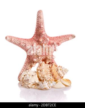 An interesting composition of seashells and large Caribbean starfish on a white background. Stock Photo