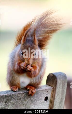 a squirrel sits on a wooden chair back on a windy day and eats a nut Stock Photo