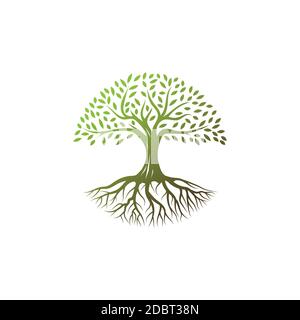 Tree logo design vector template.tree with root icon in circle shape Stock Vector