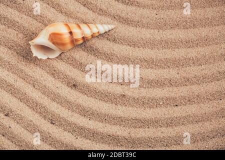 Long seashell lie on the dunes. With place for design, text place. Top view. Stock Photo