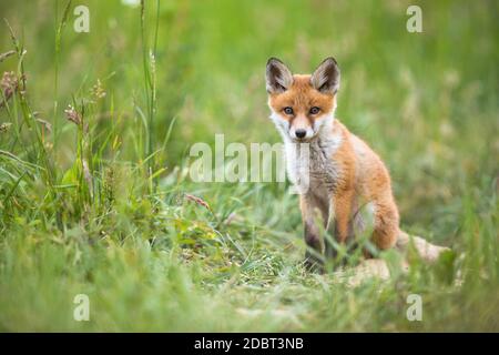 Lovely red fox, vulpes vulpes, cub sitting on meadow in summer nature. Young wild predator with orange fur looking to the camera. Calm animal watching Stock Photo