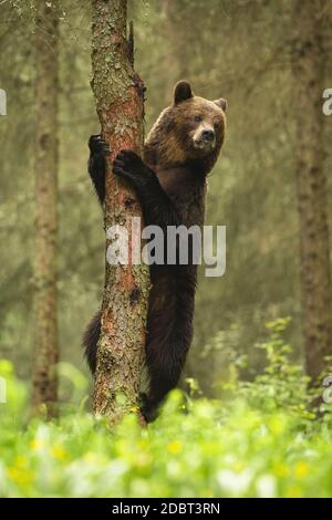 Majestic brown bear, ursus arctos, climbing on tree in summre forest. Large mammal standing upright and looking in woodland. Vertical composition of w Stock Photo