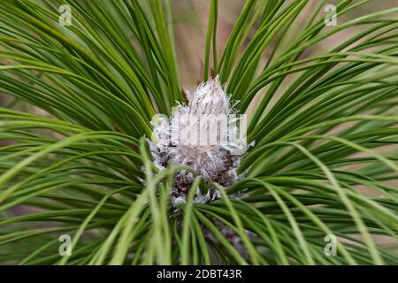 Longleaf pine (Pinus palustris). Called Southern Yellow Pine also Stock Photo