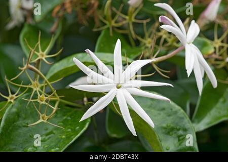 Angelwing jasmine (Jasminum nitidum). Called Shining jasmine, Confederate jasmine and Star jasmine also Stock Photo