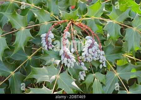 Beale's barberry fruits (Mahonia bealei). Called Leatherleaf mahonia also Stock Photo