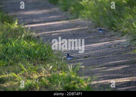 Two white wagtails bounce across a dirt road. Stock Photo