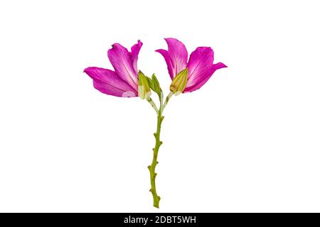 Closed up pink Bauhinia purpurea isolate flower or Butterfly Tree, Orchid Tree, isolated on white background.Saved with clipping path. Stock Photo