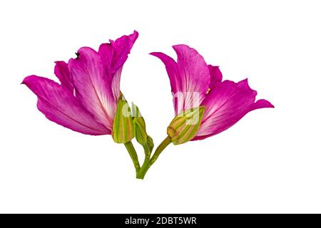 Closed up pink Bauhinia purpurea isolate flower or Butterfly Tree, Orchid Tree, isolated on white background.Saved with clipping path. Stock Photo