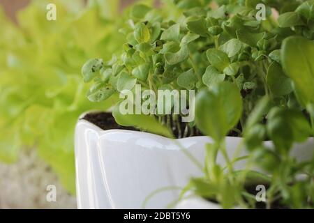 Basil sprout. Young seedling of lettuce, spinach growing in pot on windowsill . Gardening concept . Stock Photo