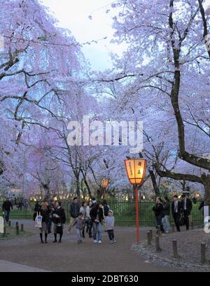 Hanami (Cherry Blossom Festival) at Hirano Shrine, Kyoto, Japan. Stock Photo