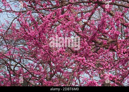 Eastern redbud (Cercis canadensis). State tree of Oklahoma Stock Photo