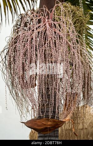 Seed head of Bangalow palm, Archontophoenix cunninghamiana Stock Photo