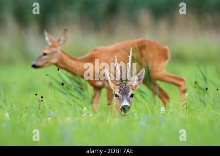 Pair of roe deer, capreolus capreolus, resting on meadow during the summer. Buck lying in grass and looking to the camera. Doe walking on field in bac Stock Photo
