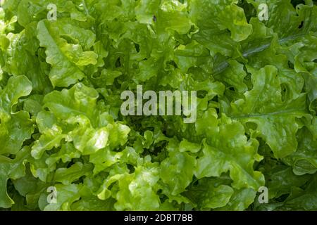 'Salad Bowl' Lettuce, Sallat (Lactuca sativa) Stock Photo