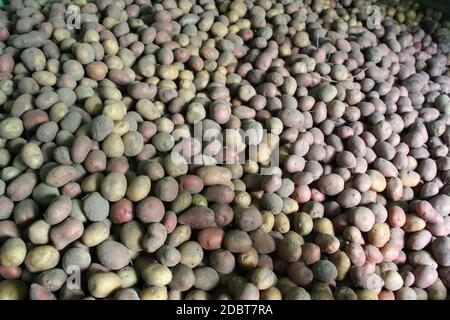 Pile of potatoes stored in cellar. Harvest potatoes lies in cellar. Agricultural products. Big heap of fruits of potatoes Stock Photo