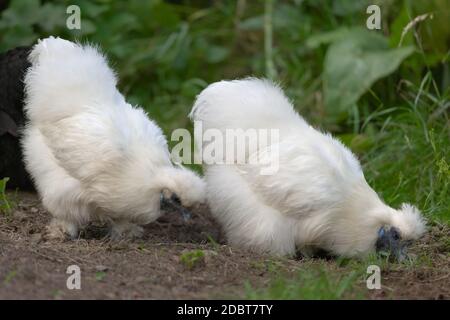 3 - In a garden, two silkie pet bantam chickens forage for food and grubs amongst grass and mud. Stock Photo