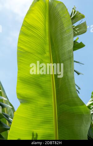 Banana green leaf backlit sun in garden Stock Photo