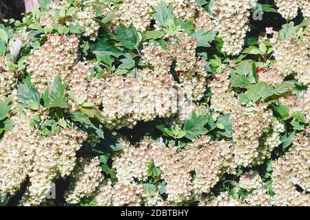 Snowflake oakleaf hydrangea (Hydrangea quercifolia Snowflake). Stock Photo