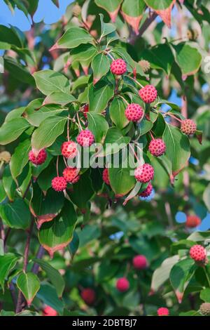 Kousa Dogwood (Cornus kousa). Called Chinese Dogwood, Japanese Flowering Dogwood, Japanese Strawberry Tree, Japanese Dogwood and Korean Dogwood also Stock Photo