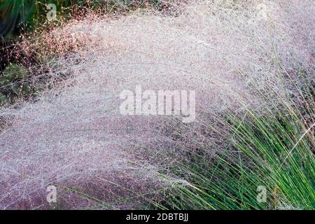 Hairawn muhly (Muhlenbergia capillaris). Called Gulf muhly also Stock Photo